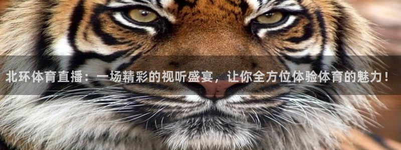 北环体育直播：一场精彩的视听盛宴，让你全方位体验体育的魅力！
